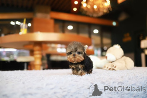 Photo №4. I will sell yorkshire terrier in the city of New Orleans. breeder - price - negotiated