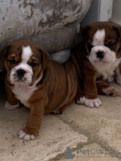 Photo №4. I will sell english bulldog in the city of Getafe. private announcement, breeder - price - 475$