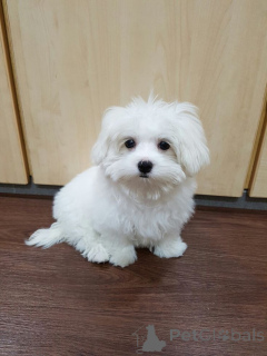 Photo №3. Szczenięta maltańczyka Teacup do adopcji. Poland