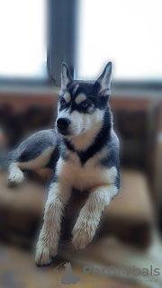 Photo №1. siberian husky - for sale in the city of Kherson | 244$ | Announcement № 8521