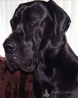 Photo №3. Deutsche Dogge Welpen. Serbia