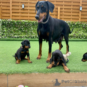 Photo №2 to announcement № 71886 for the sale of dobermann - buy in Ireland private announcement