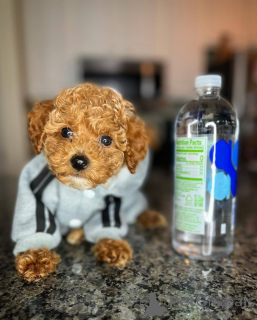 Photo №1. poodle (toy) - for sale in the city of Helsinki | 516$ | Announcement № 164032