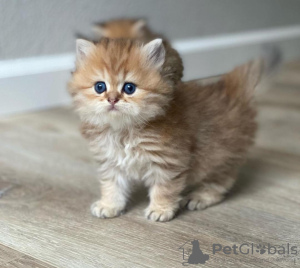 Photo №2 to announcement № 104294 for the sale of persian cat - buy in United States private announcement