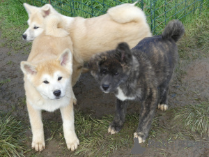 Photo №1. american akita - for sale in the city of BeauFort | Is free | Announcement № 161066