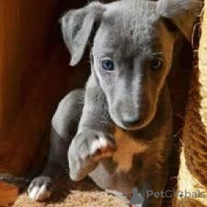 Photo №4. I will sell italian greyhound in the city of London.  - price - negotiated