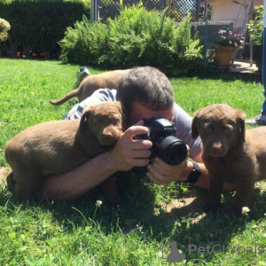 Photo №1. chesapeake bay retriever - for sale in the city of Berlin | Is free | Announcement № 126917