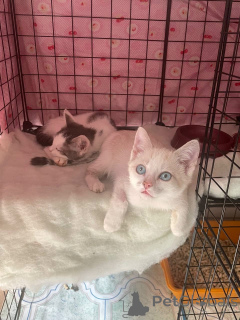 Photo №4. I will sell  in the city of Moscow river.  - price - Is free