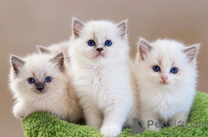 Photo №1. ragdoll - for sale in the city of Differdange | negotiated | Announcement № 173275