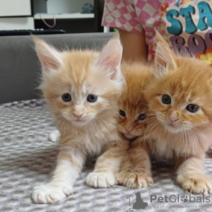 Photo №1. maine coon - for sale in the city of Shakhty | 456$ | Announcement № 96660