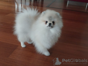 Photo №1. pomeranian - for sale in the city of Brussels | negotiated | Announcement № 99558