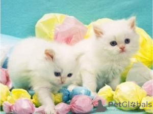 Photo №1. persian cat - for sale in the city of Munich | negotiated | Announcement № 109233