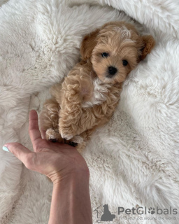 Photo №3. Absolutely stunning F1 maltipoo puppies.. Germany