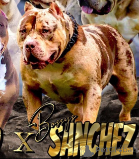 Photo №4. I will sell american bully in the city of Sremska Mitrovica. breeder - price - negotiated