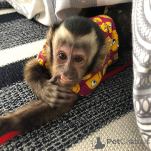 Photo №4. I will sell  in the city of Coventry.  - price - negotiated