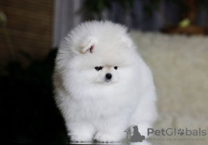 Photo №4. I will sell pomeranian in the city of Berlin. private announcement - price - 380$