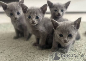 Photo №1. russian blue - for sale in the city of Eisenach | 361$ | Announcement № 173532
