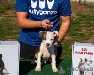 Photo №2 to announcement № 156048 for the sale of american staffordshire terrier - buy in Serbia breeder