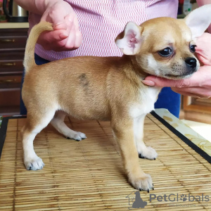 Photo №2 to announcement № 104168 for the sale of chihuahua - buy in United States private announcement, from nursery