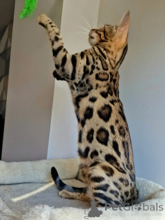 Photo №3. Elegant, loving, and fiercely beautiful Nalas charm is impossible to resist.. Sweden