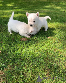 Photo №3. Pure Breed Yorkie Puppies Available. United States
