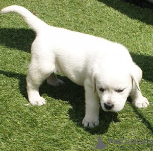 Photo №1. labrador retriever - for sale in the city of Антверпен | 264$ | Announcement № 109598