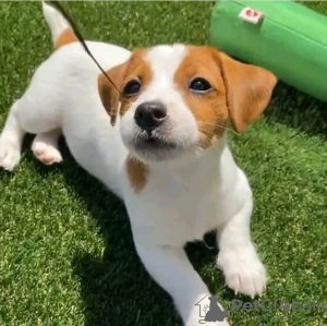 Photo №1. jack russell terrier - for sale in the city of Helsinki | 424$ | Announcement № 130422