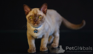 Photo №4. I will sell burmese cat in the city of Dnipro. from nursery - price - 581$