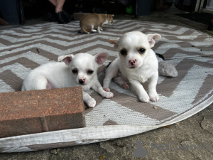 Photo №1. chihuahua - for sale in the city of Six Mile | 260$ | Announcement № 77791