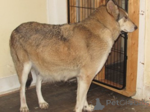 Photo №2 to announcement № 146695 for the sale of german shepherd - buy in United States breeder