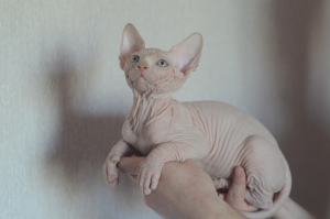 Photo №1. sphynx-katze - for sale in the city of Minsk | 450$ | Announcement № 2253