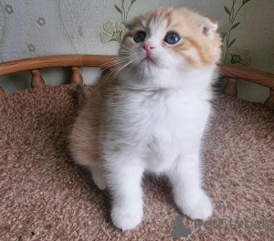 Photo №1. scottish fold - for sale in the city of Newport Beach | 300$ | Announcement № 99289