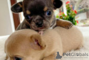 Photo №1. chihuahua - for sale in the city of Berlin | Is free | Announcement № 126919