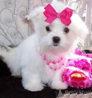 Photo №2 to announcement № 9943 for the sale of maltese dog - buy in Kuwait private announcement