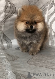 Photo №2 to announcement № 87115 for the sale of pomeranian - buy in Belarus breeder