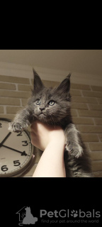 Photo №1. maine coon - for sale in the city of Tyumen | 1000$ | Announcement № 49254