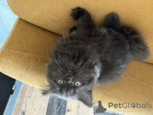 Photo №1. british longhair - for sale in the city of Luxembourg | Is free | Announcement № 155088