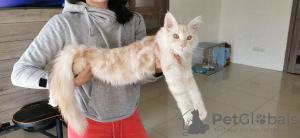 Photo №1. maine coon - for sale in the city of Dnipro | 600$ | Announcement № 11101