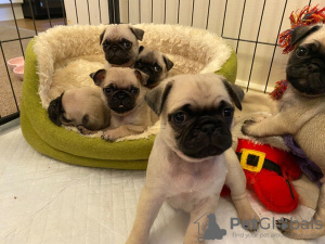 Photo №1. puggle - for sale in the city of Gelsenkirchen | 245$ | Announcement № 82904