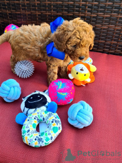 Photo №2 to announcement № 104084 for the sale of poodle (toy) - buy in Germany private announcement