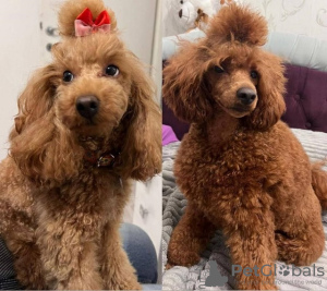 Additional photos: Poodle, red color