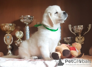 Photo №1. golden retriever - for sale in the city of Tomsk | 554$ | Announcement № 10877