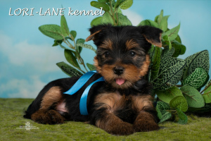 Photo №1. yorkshire terrier - for sale in the city of St. Petersburg | 390$ | Announcement № 2476