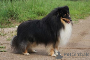 Additional photos: Sheltie puppies for sale