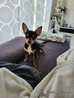 Photo №2 to announcement № 126761 for the sale of chihuahua - buy in Germany private announcement