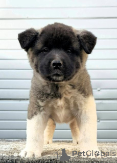 Additional photos: American Akita, TOP puppies