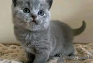 Photo №1. british shorthair - for sale in the city of Berlin | Is free | Announcement № 126792