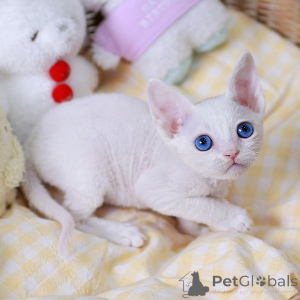 Photo №2 to announcement № 152254 for the sale of devon rex - buy in United States breeder