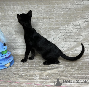 Photo №2 to announcement № 172905 for the sale of savannah cat - buy in Belgium private announcement