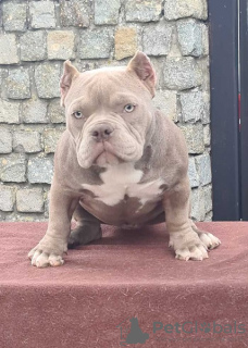 Photo №2 to announcement № 76553 for the sale of american bully - buy in Serbia 